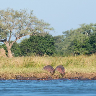 Lower Zambezi - Mana Pools - Hippos